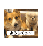 まるいおもち。（個別スタンプ：40）