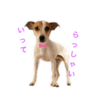 Jackの日常会話（個別スタンプ：1）