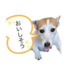 Jackの日常会話（個別スタンプ：12）
