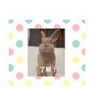 rabbit kinako and rin and an（個別スタンプ：1）