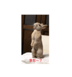 rabbit kinako and rin and an（個別スタンプ：3）