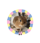 rabbit kinako and rin and an（個別スタンプ：4）