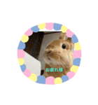 rabbit kinako and rin and an（個別スタンプ：5）