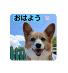 コーギーゆずスタンプ（個別スタンプ：1）