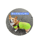 コーギーゆずスタンプ（個別スタンプ：3）