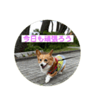 コーギーゆずスタンプ（個別スタンプ：4）
