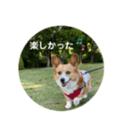 コーギーゆずスタンプ（個別スタンプ：7）