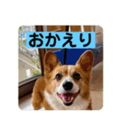 コーギーゆずスタンプ（個別スタンプ：9）
