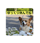 コーギーゆずスタンプ（個別スタンプ：11）