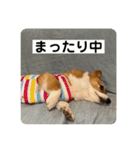 コーギーゆずスタンプ（個別スタンプ：12）