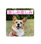 コーギーゆずスタンプ（個別スタンプ：13）