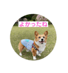 コーギーゆずスタンプ（個別スタンプ：14）