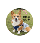 コーギーゆずスタンプ（個別スタンプ：16）