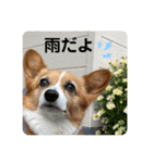 コーギーゆずスタンプ（個別スタンプ：17）