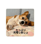コーギーゆずスタンプ（個別スタンプ：18）