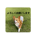 コーギーゆずスタンプ（個別スタンプ：21）