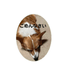 コーギーゆずスタンプ（個別スタンプ：23）