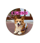 コーギーゆずスタンプ（個別スタンプ：30）