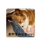 コーギーゆずスタンプ（個別スタンプ：32）