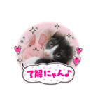 猫ちゃん達(^^)（個別スタンプ：1）