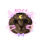 猫ちゃん達(^^)（個別スタンプ：3）