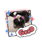 猫ちゃん達(^^)（個別スタンプ：4）