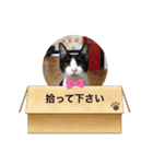 猫ちゃん達(^^)（個別スタンプ：5）