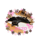 猫ちゃん達(^^)（個別スタンプ：7）