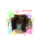 猫ちゃん達(^^)（個別スタンプ：8）