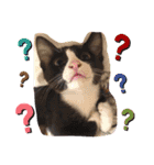 猫ちゃん達(^^)（個別スタンプ：10）