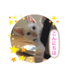 猫ちゃん達(^^)（個別スタンプ：11）