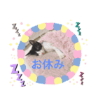 猫ちゃん達(^^)（個別スタンプ：15）