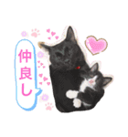 猫ちゃん達(^^)（個別スタンプ：16）