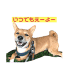 りょうつの使えるスタンプ3（個別スタンプ：3）