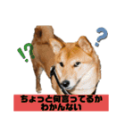 りょうつの使えるスタンプ3（個別スタンプ：21）