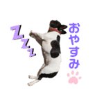 フレンチブルドッグのラムだっちゃ♡♡（個別スタンプ：2）