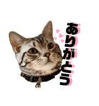 ボクちん 天むす（個別スタンプ：1）