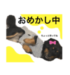 いつでもつくね2（個別スタンプ：11）