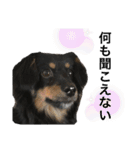 いつでもつくね2（個別スタンプ：19）