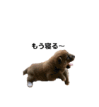 柴犬やまとの生活（個別スタンプ：2）