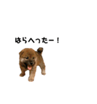 柴犬やまとの生活（個別スタンプ：3）
