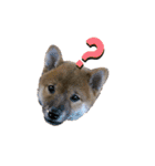 柴犬やまとの生活（個別スタンプ：4）