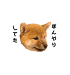 柴犬やまとの生活（個別スタンプ：5）
