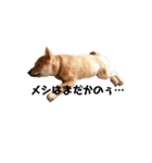 柴犬やまとの生活（個別スタンプ：6）