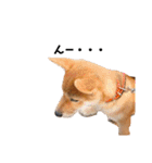 柴犬やまとの生活（個別スタンプ：7）