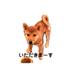 柴犬やまとの生活（個別スタンプ：8）
