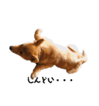 柴犬やまとの生活（個別スタンプ：9）