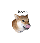 柴犬やまとの生活（個別スタンプ：10）