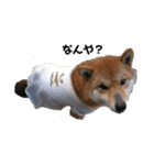 柴犬やまとの生活（個別スタンプ：11）