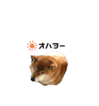 柴犬やまとの生活（個別スタンプ：12）